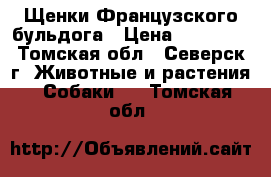 Щенки Французского бульдога › Цена ­ 50 000 - Томская обл., Северск г. Животные и растения » Собаки   . Томская обл.